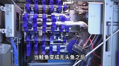 國外鮭魚加工廠 從魚子去取與受精到魚肉產品的全自動加工線